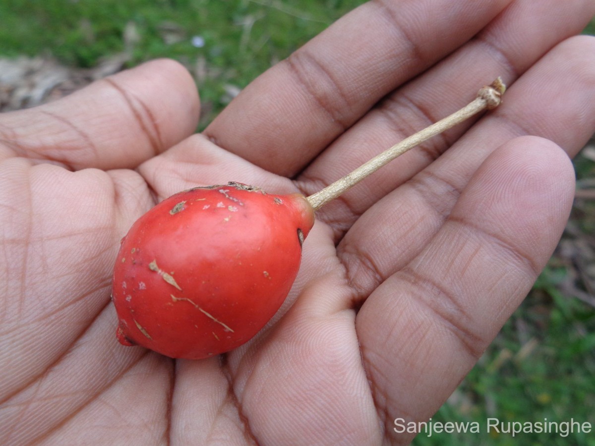 Capparis zeylanica L.